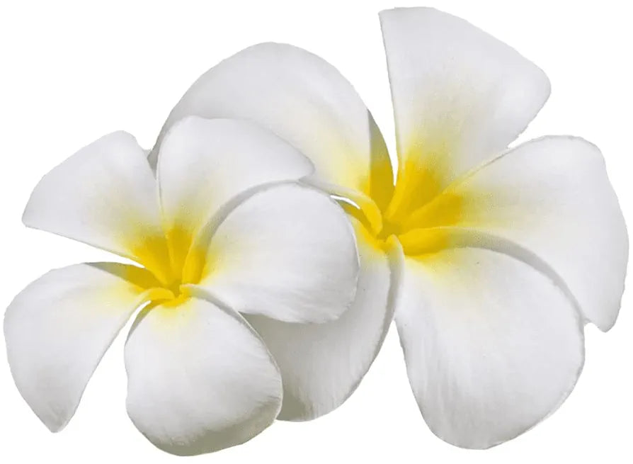 Premium Flower Artificial Rose Flowers White Rose -12