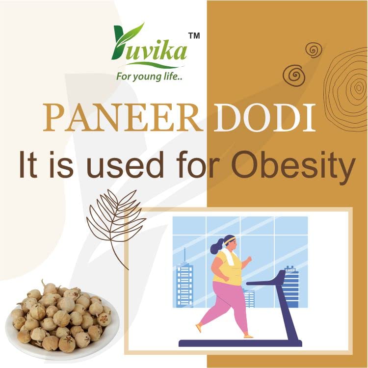 Yuvika Paneer Dodi - Paneer Ke Phool - Withania Coagulan