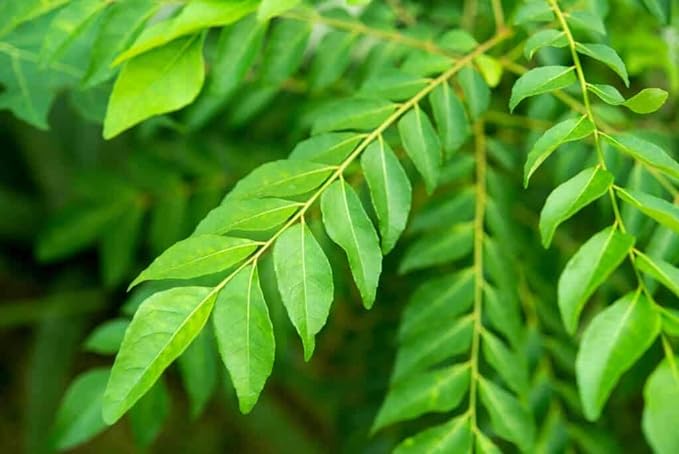 3V Products Curry leaves Powder - 250 gms