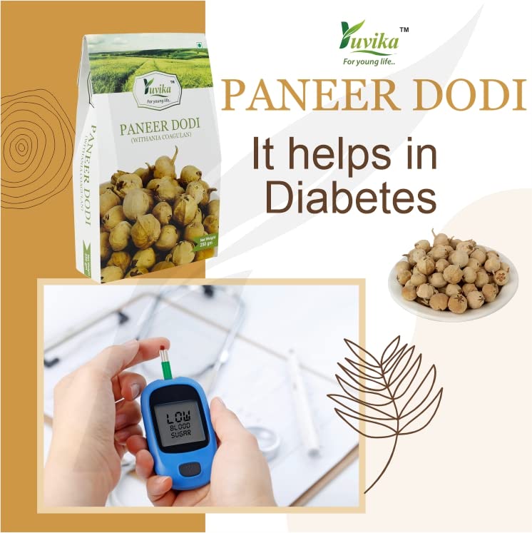 Yuvika Paneer Dodi - Paneer Ke Phool - Withania Coagulan