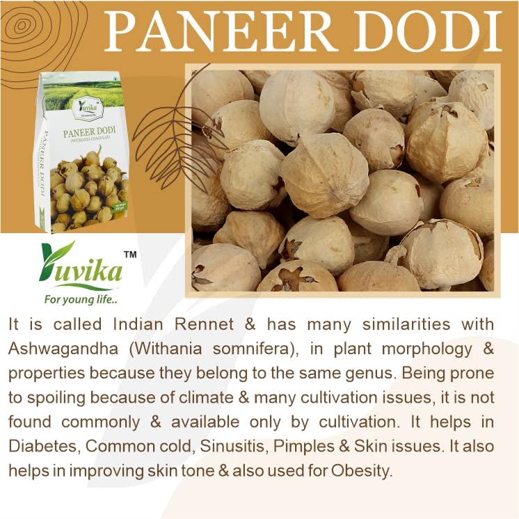 Yuvika Paneer Dodi - Paneer Ke Phool - Withania Coagulan