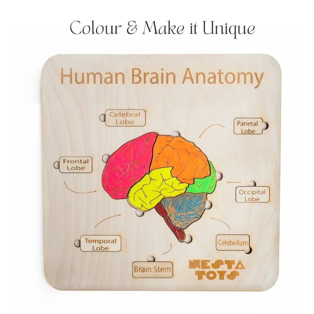 Nesta Toys Montessori Wooden Puzzle Human Brain Anatomy Puzzle for Kid ...