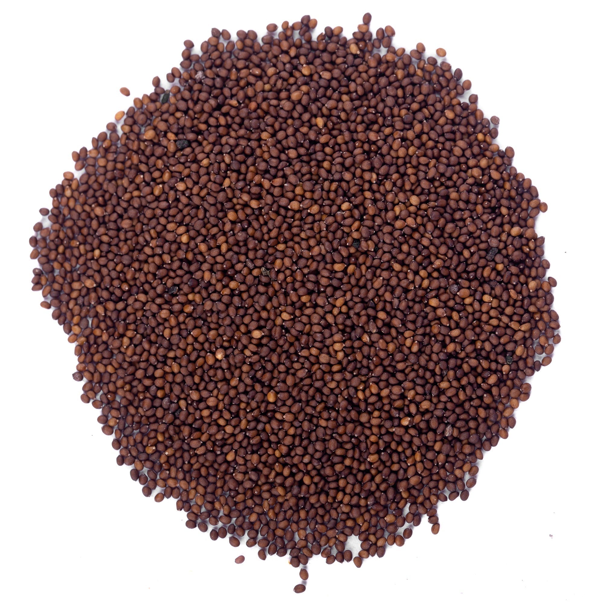 Yuvika Beej Tulsi Asli - Krishan Tulsi Seeds - Ocimum Sanctum - Tulsi Seeds