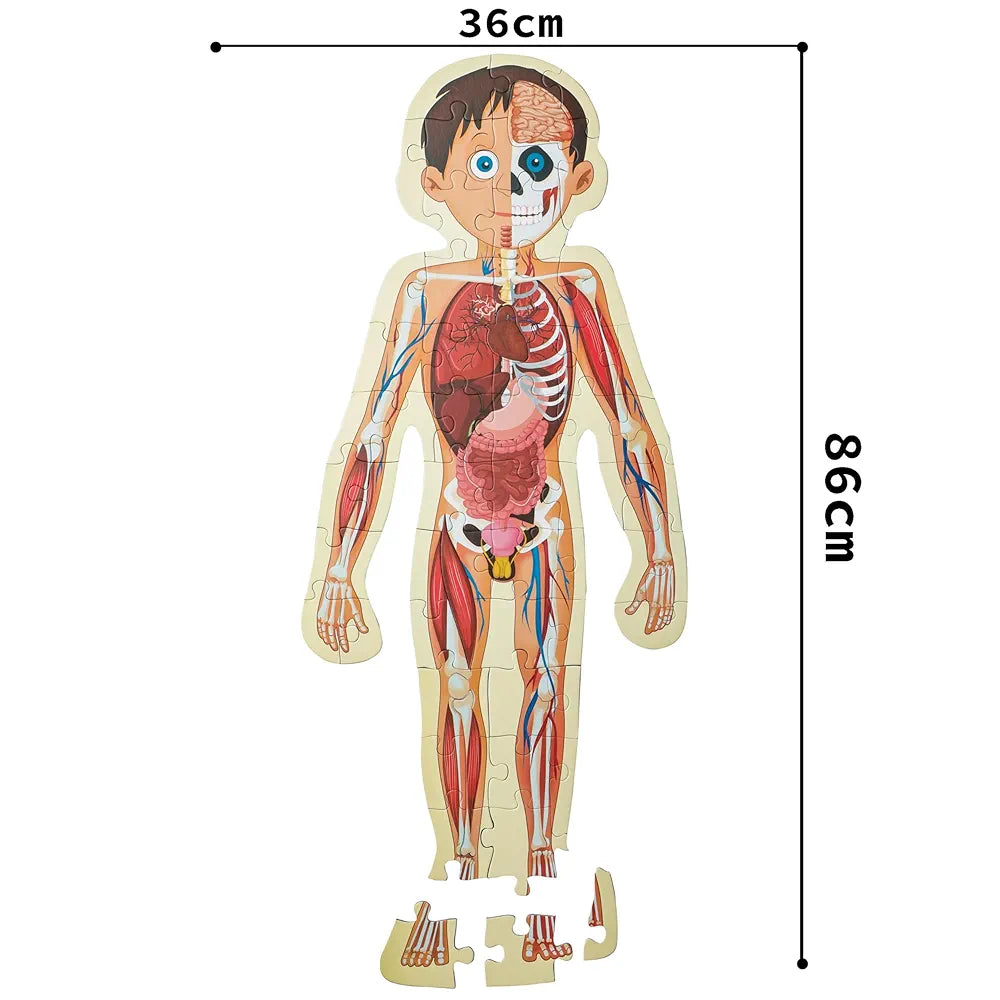 The Book Tree Human Body Puzzle Box for Kids I 50+ Jigsaw Puzzle Pieces & 1 Informative Board Book I Educational Toy for Children Age 4+ I for Children by Majestic Book Club