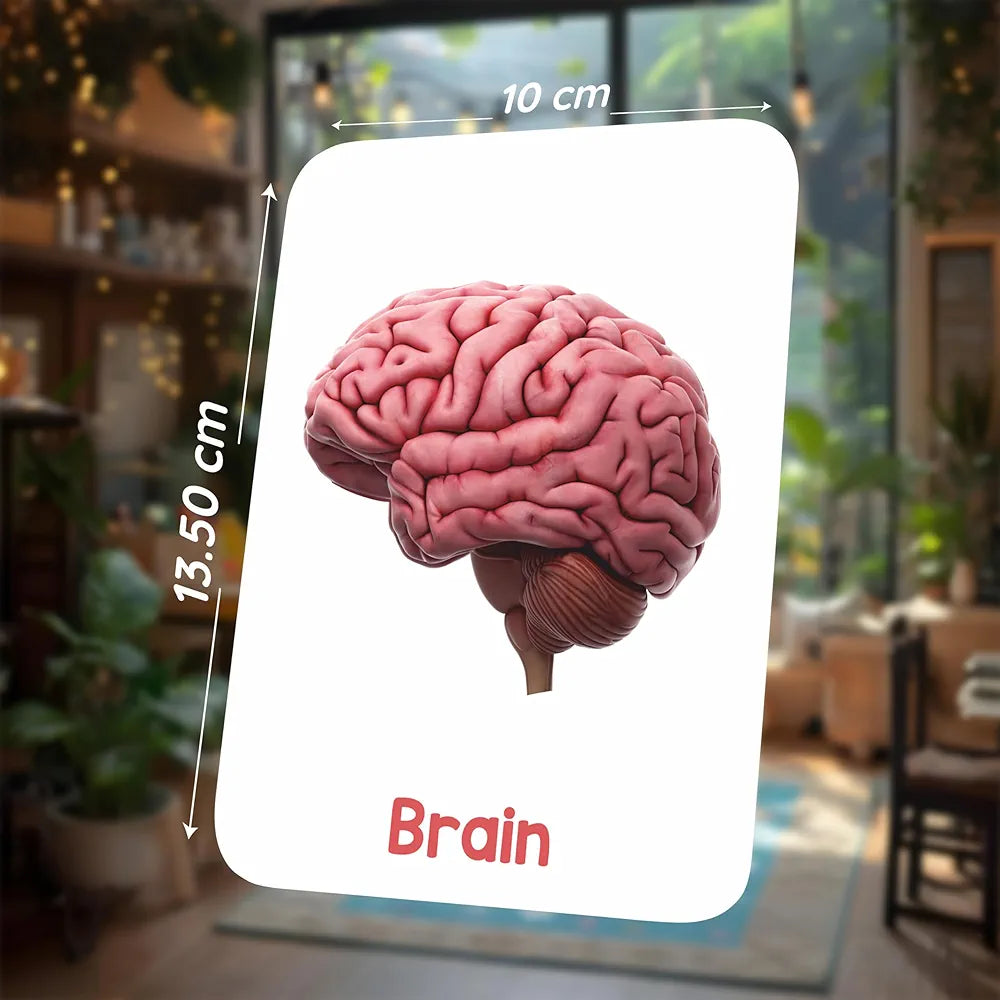 SPARTAN KIDS® Human Organs Flash Cards | Early Learning 4D Technology Flash Cards for Kids | 27 Augmented Reality Cards for Kids 3+ Years