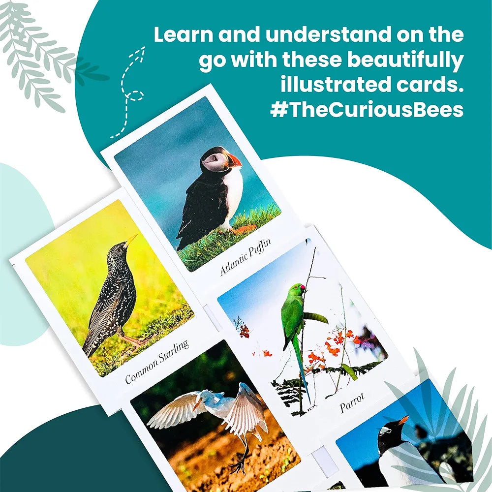 The Curious Bees - Beautiful Birds Flash Cards | 36 Laminated Cards for Kids | Age Group: 2-4 Years | Ideal for Early Learning at Home, Pre School and as a Fun Education Activity