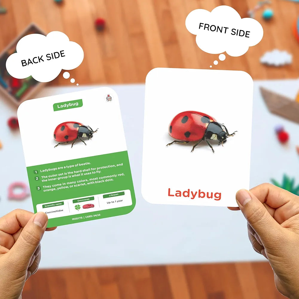 SPARTAN KIDS® Insect Flash Cards for Kids | 28 Early Learning Flash Cards Easy & Fun Way of Learning 1 Year to 6 Years Babies