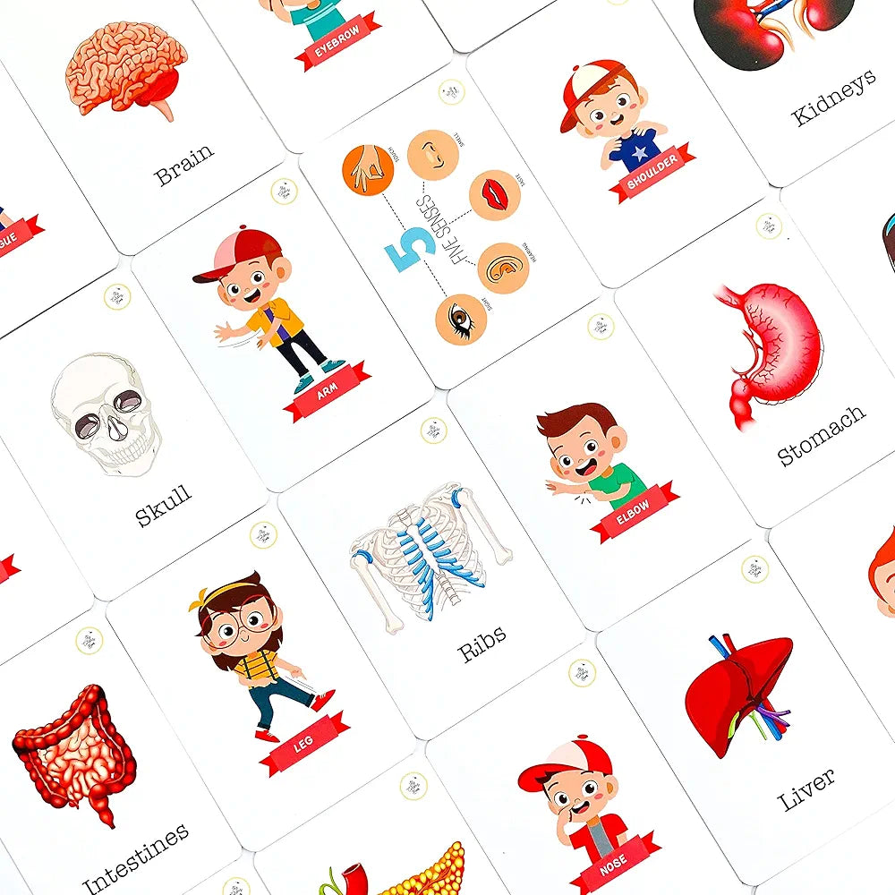 The Curious Bees - My Body Flash Cards | 36 Laminated Cards for Kids | Age Group: 2-4 Years | Science Education Fun Activity for Kids