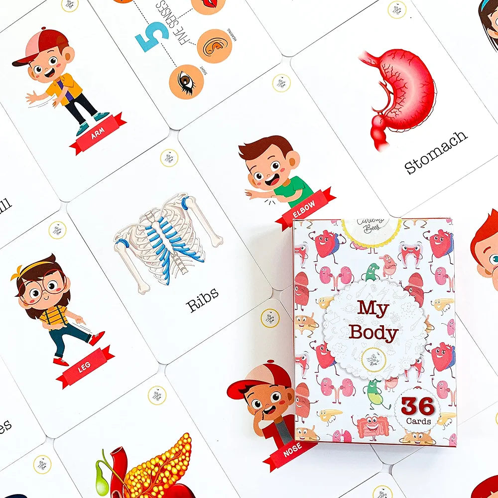 The Curious Bees - My Body Flash Cards | 36 Laminated Cards for Kids | Age Group: 2-4 Years | Science Education Fun Activity for Kids