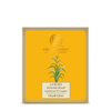 Forest Essentials Luxury Sugar Soap Sandalwood & Camphor - 125 gms