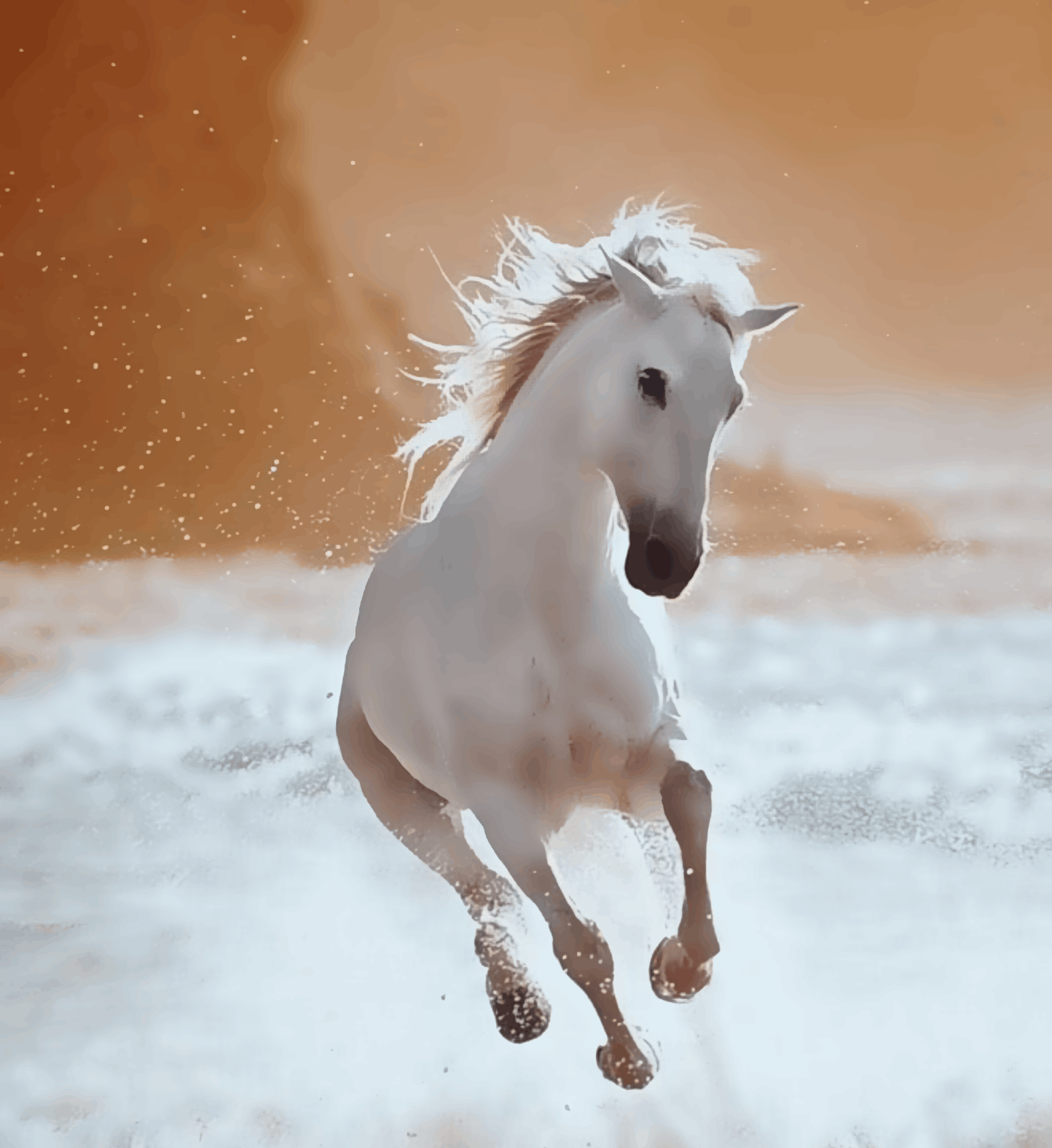 The White Horse on Beach