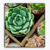 Paint Waint Cactus Farm