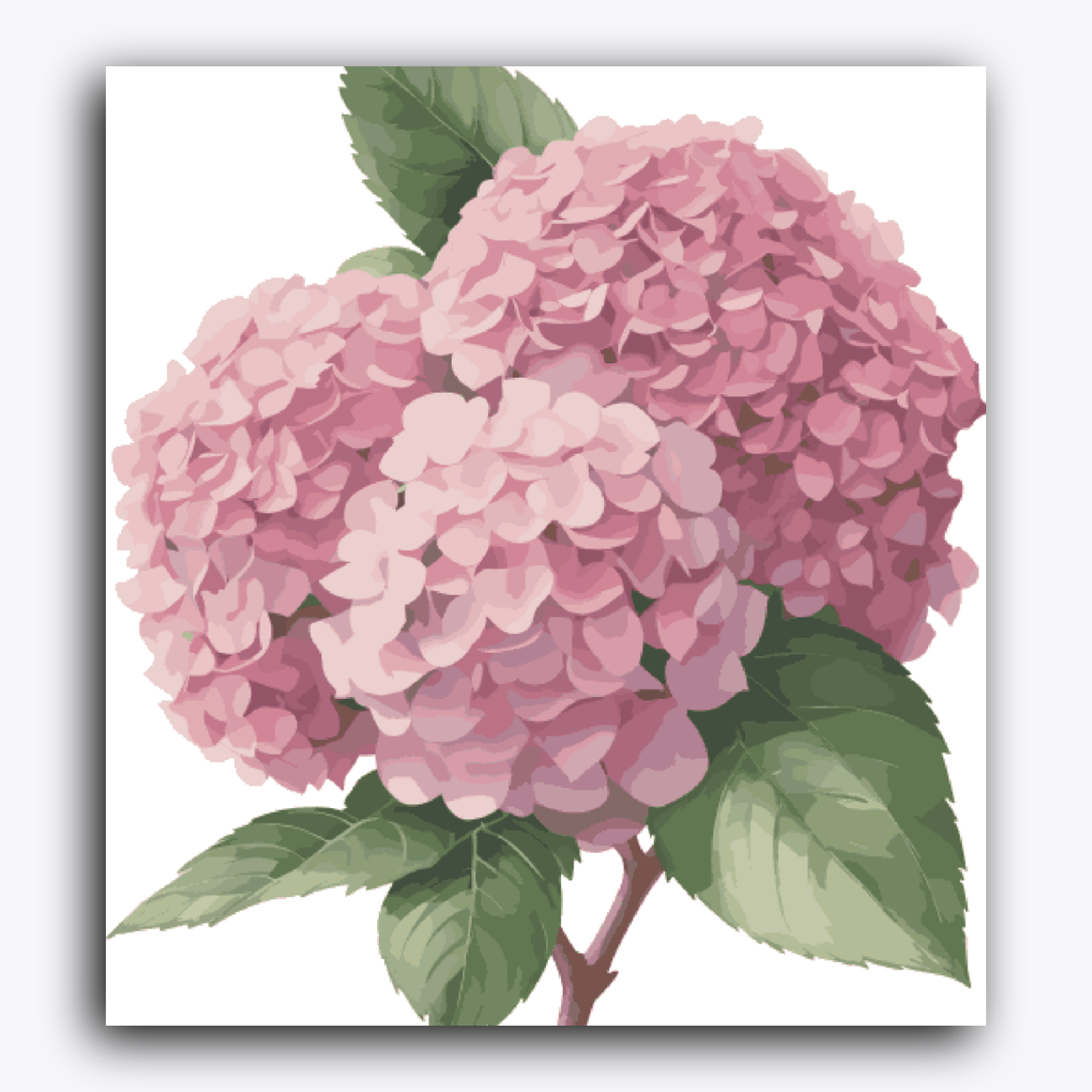Pink Hydrangea